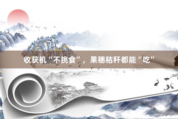 收获机“不挑食”，果穗秸秆都能“吃”